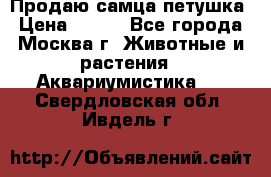 Продаю самца петушка › Цена ­ 700 - Все города, Москва г. Животные и растения » Аквариумистика   . Свердловская обл.,Ивдель г.